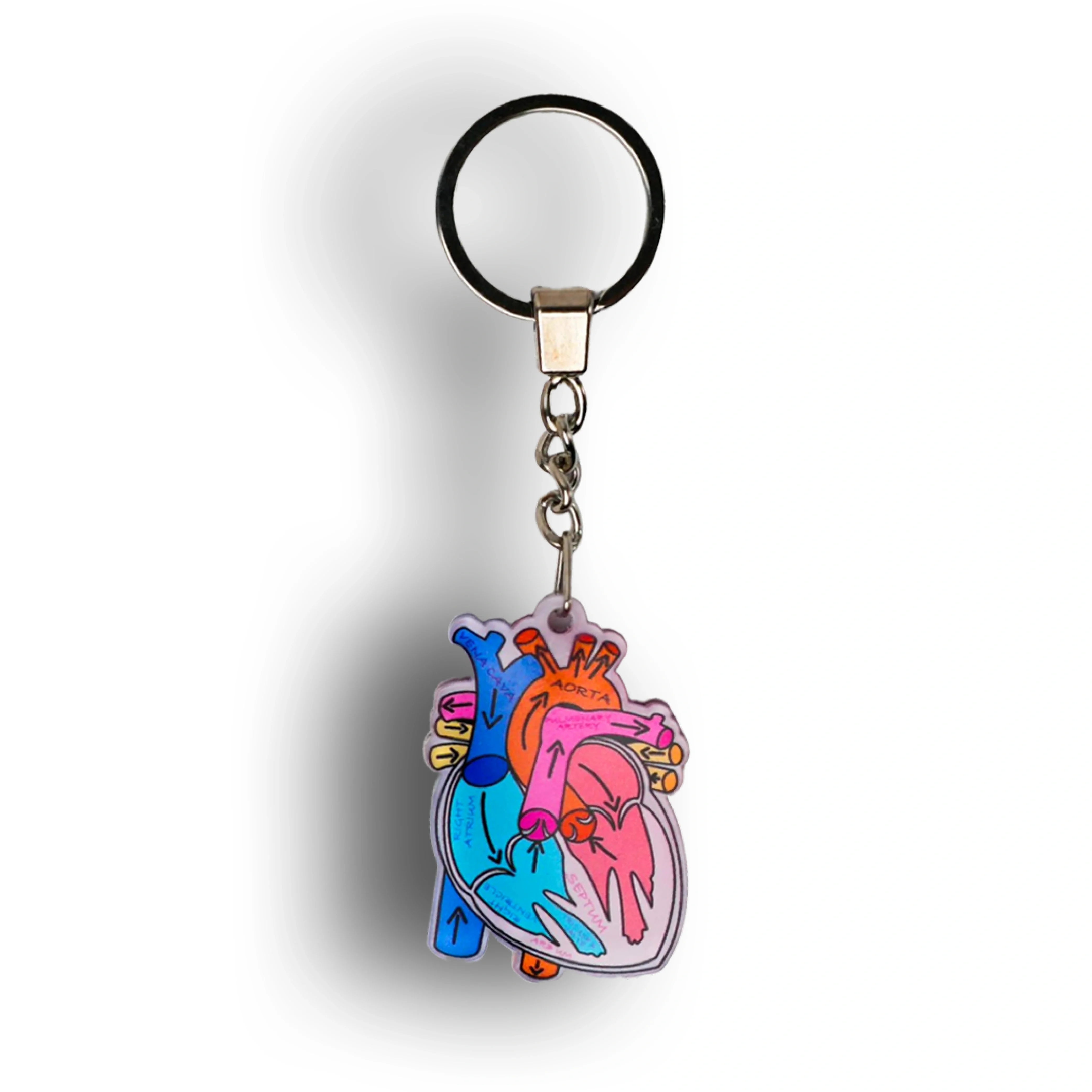 HEART ANATOMY